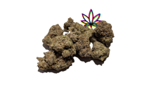 gumbo indica dominant hybrid sugar crush biscotti y2 ice cream gelato indica dominant hybrid magic melon sativa gorilla cookie blueberry zkittles indica dominant hybrid godfather og indica citrus plus 2.0 indica gelato zkittles indica dominant hybrid lava cake indica dominant hybrid cookie dough hybrid jealousy indica dominant hybrid tropicana cookies super glue indica dominant hybrid frosted melon cookies hybrid sundae driver sour apple purple runtz sativa indica dominant hybrid pyt jack indica dominant hybrid melon mint pink rozay sativa moonbow island og indica dominant hybrid cannabis marijuana flower strain strand weed near me torch loud pack smoke fire bud high dc delivery exotic smoke dc weed delivery dispensary near me gift gifts weed marijuana va virginia dispensary weed gift shops md maryland oxon hill temple hills national harbor alexandria falls church fairfax arlington weed shop 420dc 420 dc gift gifts black cherry punch indica dominant hybrid fairfax annandale arlington